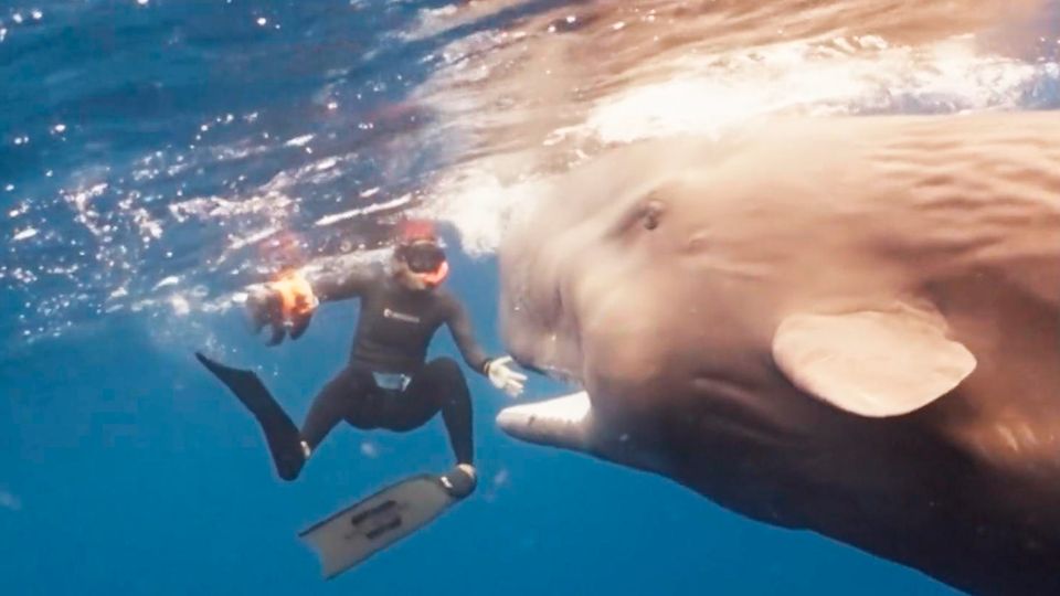 Ein Taucher spielt mit einem Pottwal.