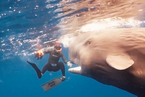 Ein Taucher spielt mit einem Pottwal.