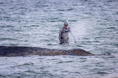 „Wichtig mit dem Wal zu reden“: Meeresbiologe erklärt Vorgehen bei Wal-Rettung