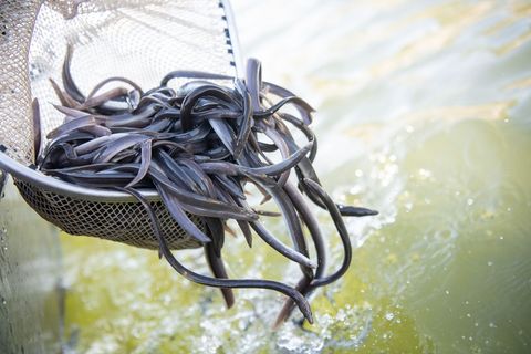 Die Lebensbedingungen für Aale haben sich in Europa dramatisch verschlechtert – Angler setzen Fische aus Frankreich in Niedersac