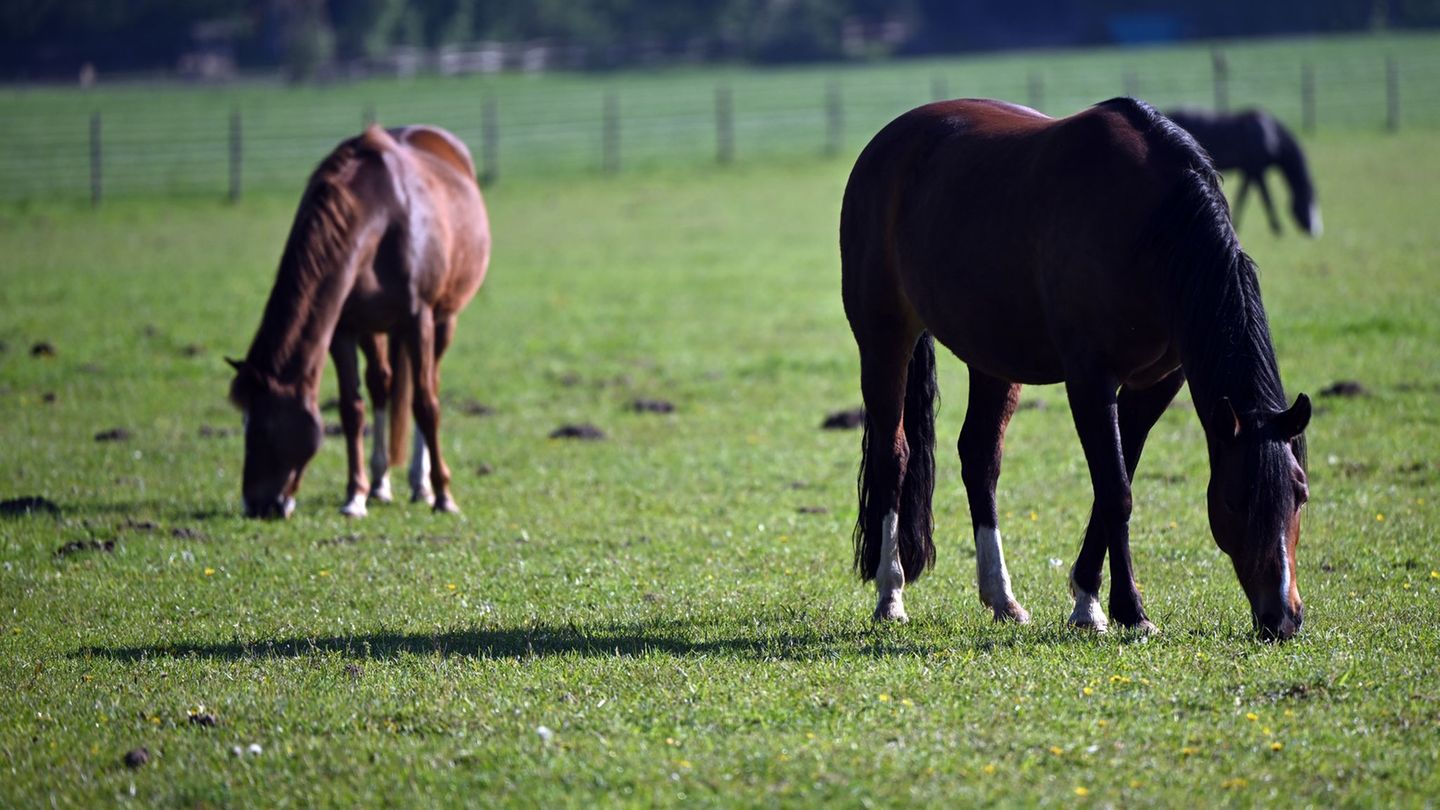 Tierseuchen: Seltene Pferdekrankheit im Wartburgkreis