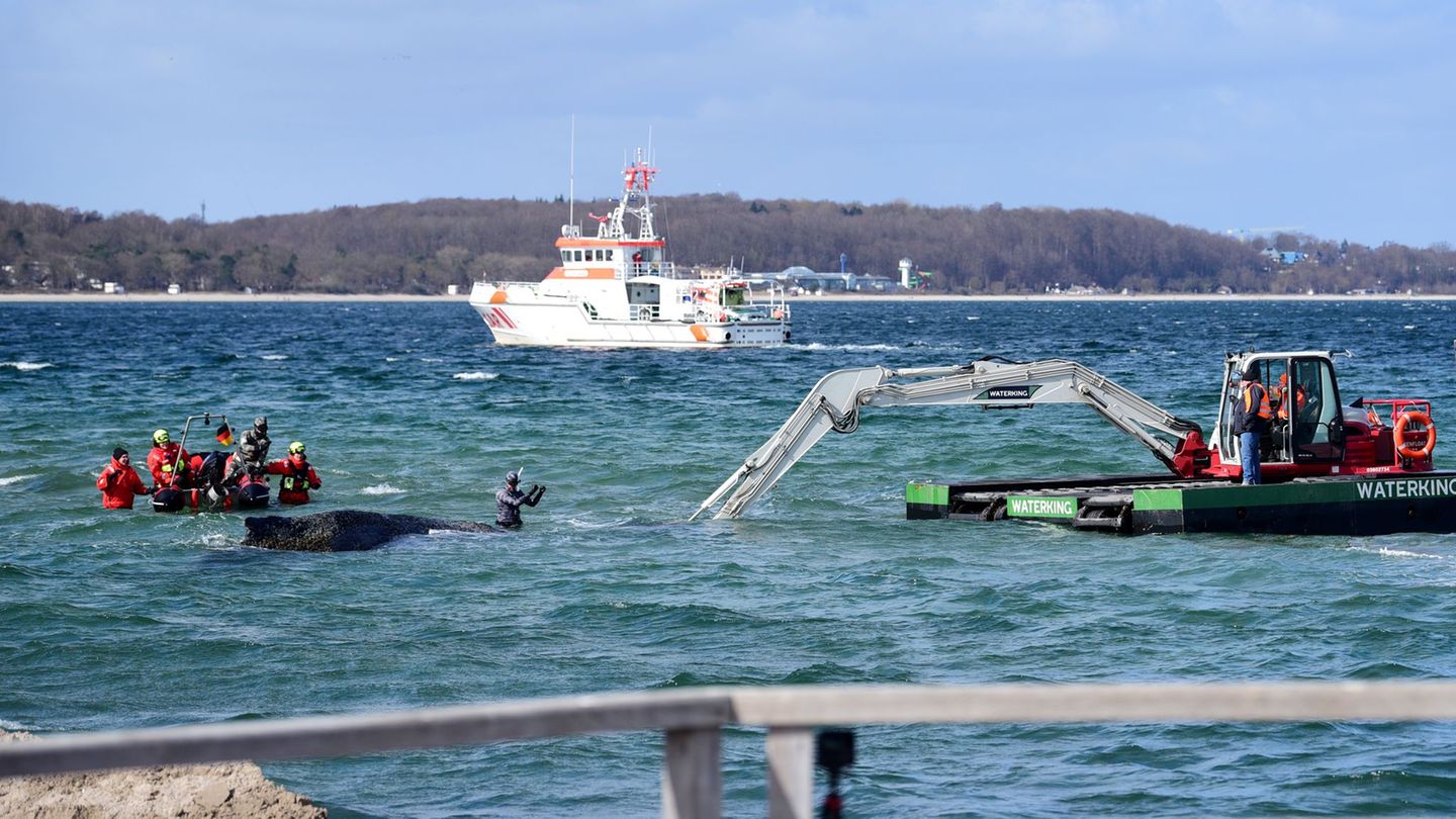 Der Schwimmbagger arbeitet direkt um den gestrandeten Wal herum. Foto: Daniel Bockwoldt/dpa