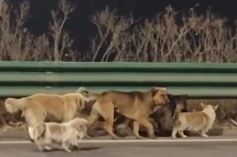 Ausgebüxte Hunde stehlen Herzen des Internets – Behörden dementieren Kidnapping