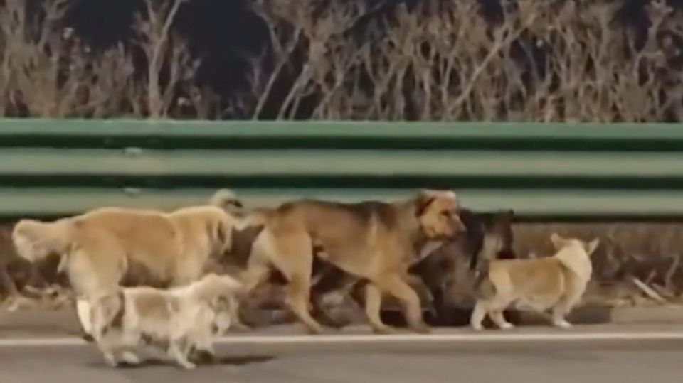 Ausgebüxte Hunde stehlen Herzen des Internets – Behörden dementieren Kidnapping