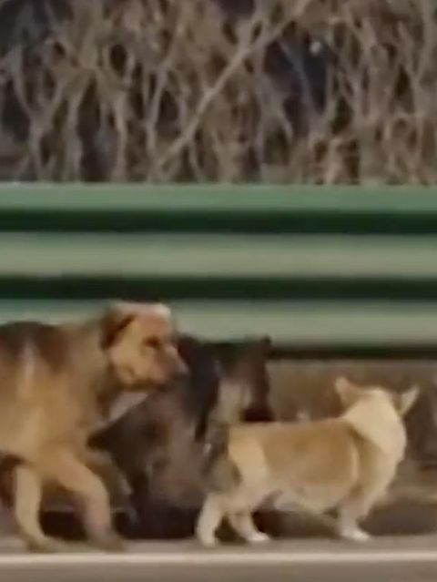 Ausgebüxte Hunde stehlen Herzen des Internets – Behörden dementieren Kidnapping