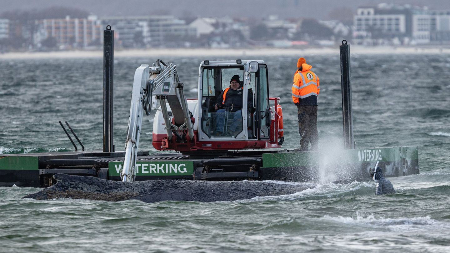 Langwierige Rettungsversuche: Rettungsaktion für gestrandeten Wal unterbrochen