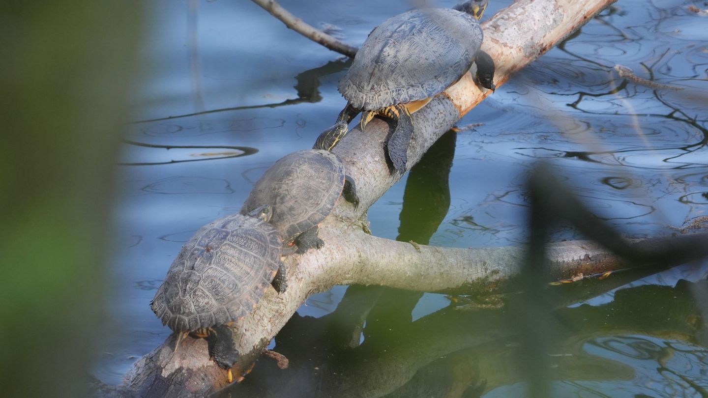 Tiere: Schildkröten sonnen sich am Rhein – eine invasive Art?