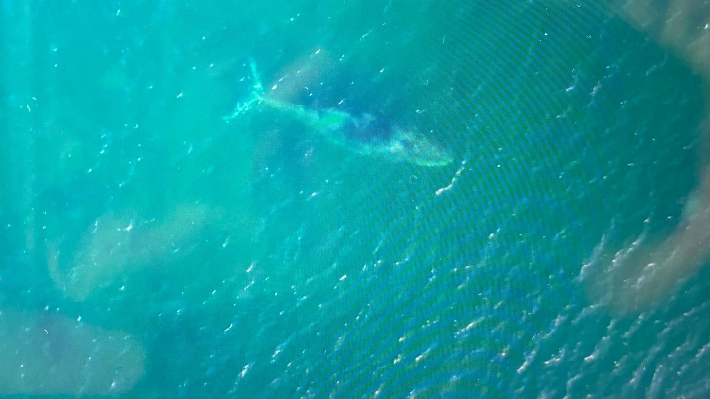 Die von einem Bildschirm abfotografierte Drohnenaufnahme zeigt den Wal frei in der Ostsee