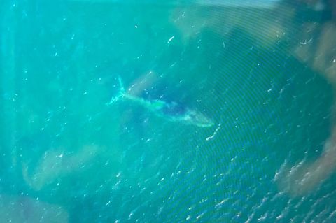 Die von einem Bildschirm abfotografierte Drohnenaufnahme zeigt den Wal frei in der Ostsee