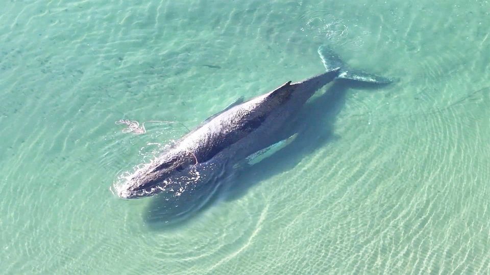 Ein Wal auf einer Sandbank in der Ostsee