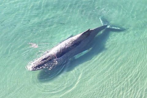 Ein Wal auf einer Sandbank in der Ostsee