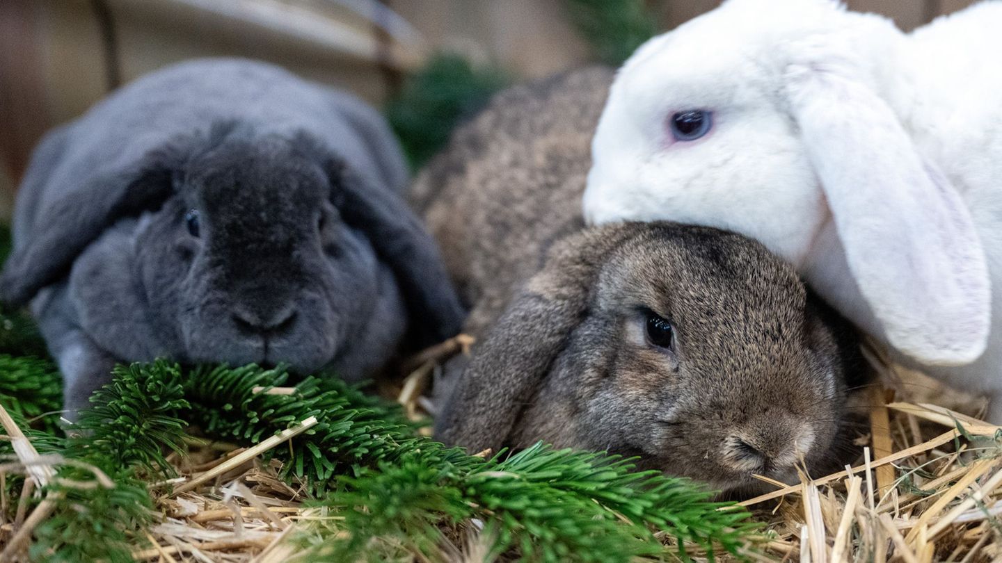 Bei den Grünen Umwelttagen für Kinder in Leipzig geht es auch um Kaninchen. (Symbolbild) Foto: Soeren Stache/dpa/dpa-tmn