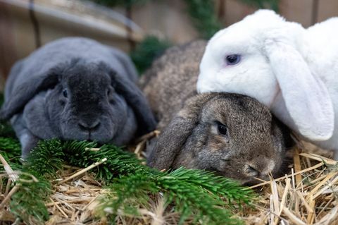Bei den Grünen Umwelttagen für Kinder in Leipzig geht es auch um Kaninchen. (Symbolbild) Foto: Soeren Stache/dpa/dpa-tmn