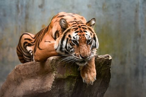 Jelita, die Mutter der beiden Jungtiere