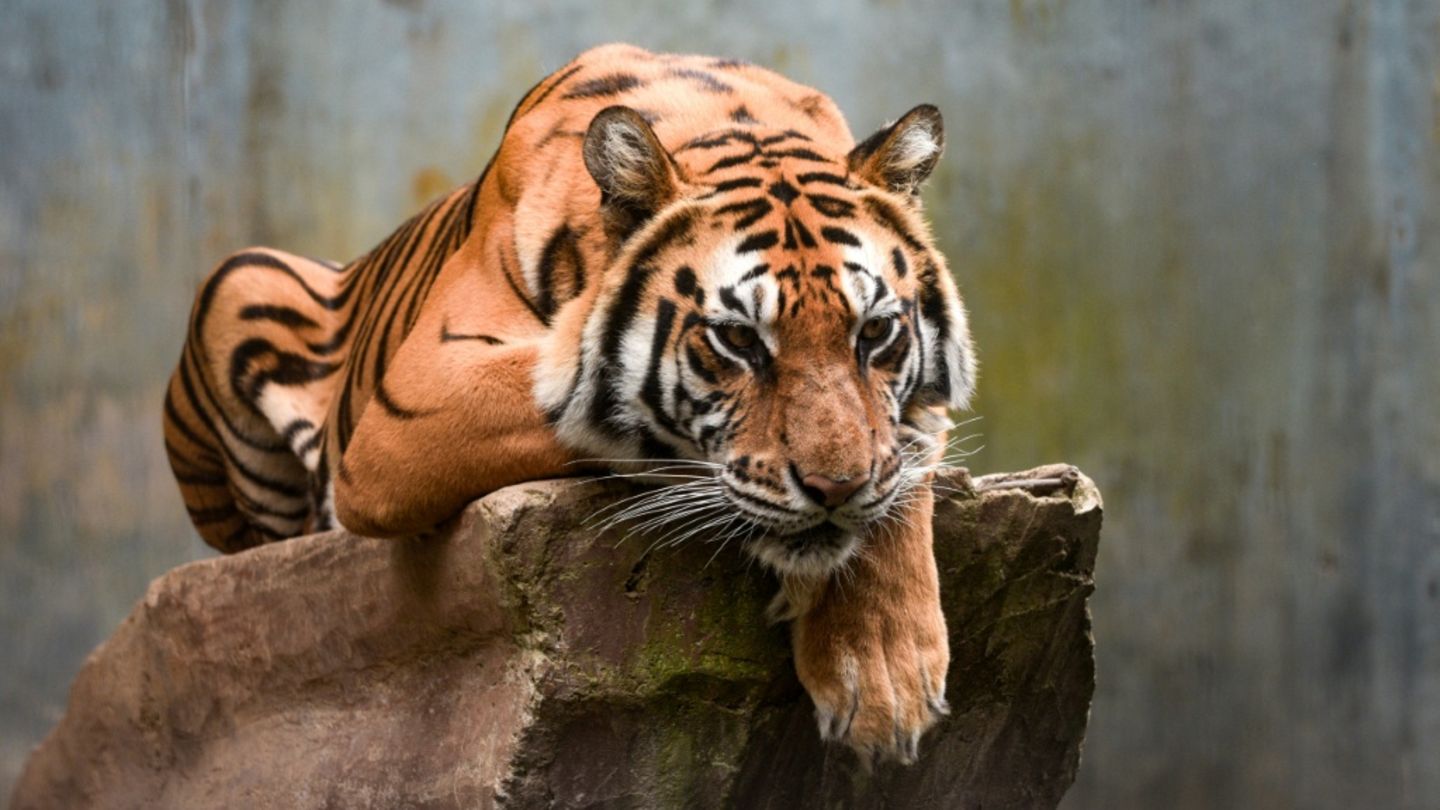 Jelita, die Mutter der beiden Jungtiere