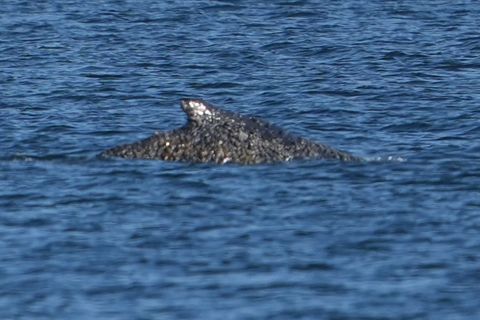Nach tagelangen Rettungsversuchen ist der Buckelwal wieder frei. Foto: Marcus Brandt/dpa