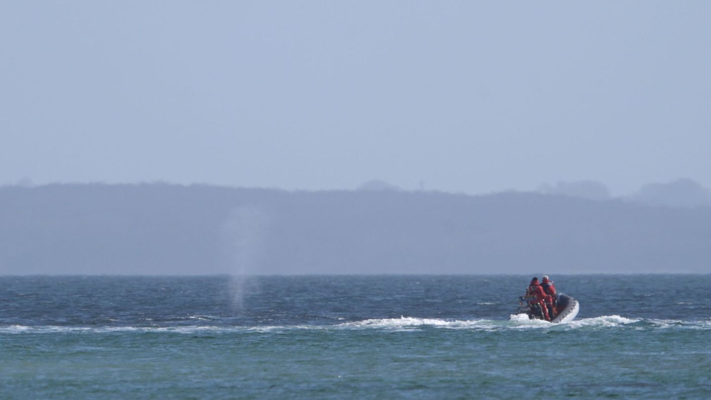 Der zeitweise vor Timmendorfer Strand gestrandete Buckelwal sorgte auch davor schon für Schlagzeilen. Foto: Marcus Brandt/dpa