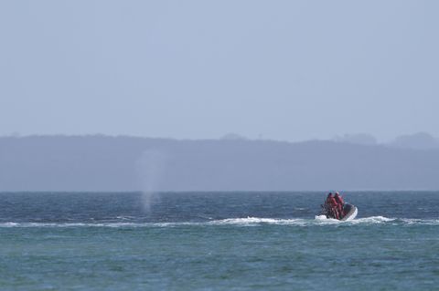 Der zeitweise vor Timmendorfer Strand gestrandete Buckelwal sorgte auch davor schon für Schlagzeilen. Foto: Marcus Brandt/dpa