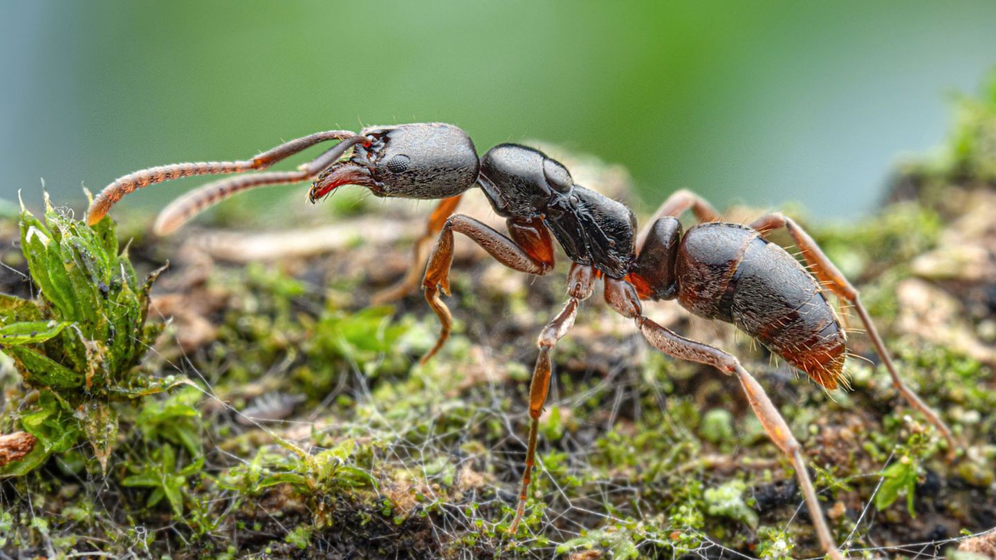 Die Insekten werden von der Europäischen Union als besonders problematisch eingestuft.(Handout) Foto: Aron Bellersheim/Senckenbe