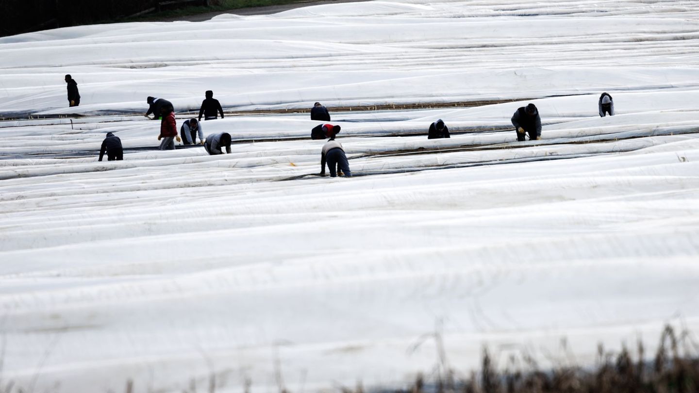 Die Gewerkscvhaft IG Bauen-Agrar-Umwelt kritisiert nach wie vor zu schlechte Arbeitsbedingungen für Saisonkräfte. (Archivbild) F
