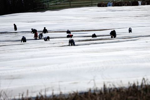 Die Gewerkscvhaft IG Bauen-Agrar-Umwelt kritisiert nach wie vor zu schlechte Arbeitsbedingungen für Saisonkräfte. (Archivbild) F