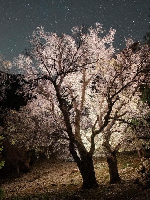 Zwei Kretische Zelkoven vor dem Nachthimmel