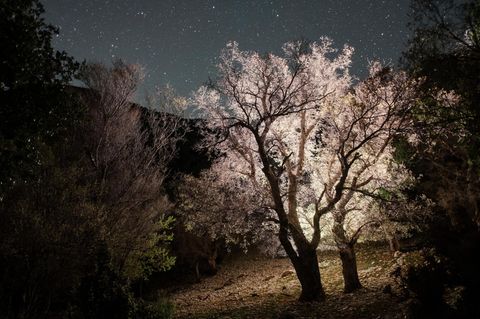 Zwei Kretische Zelkoven vor dem Nachthimmel