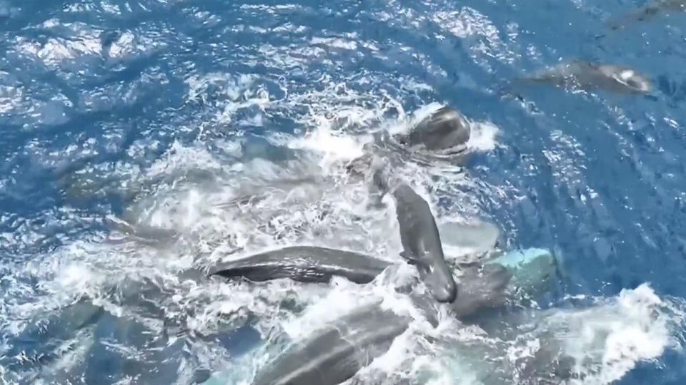 Die Geburt eines Pottwals