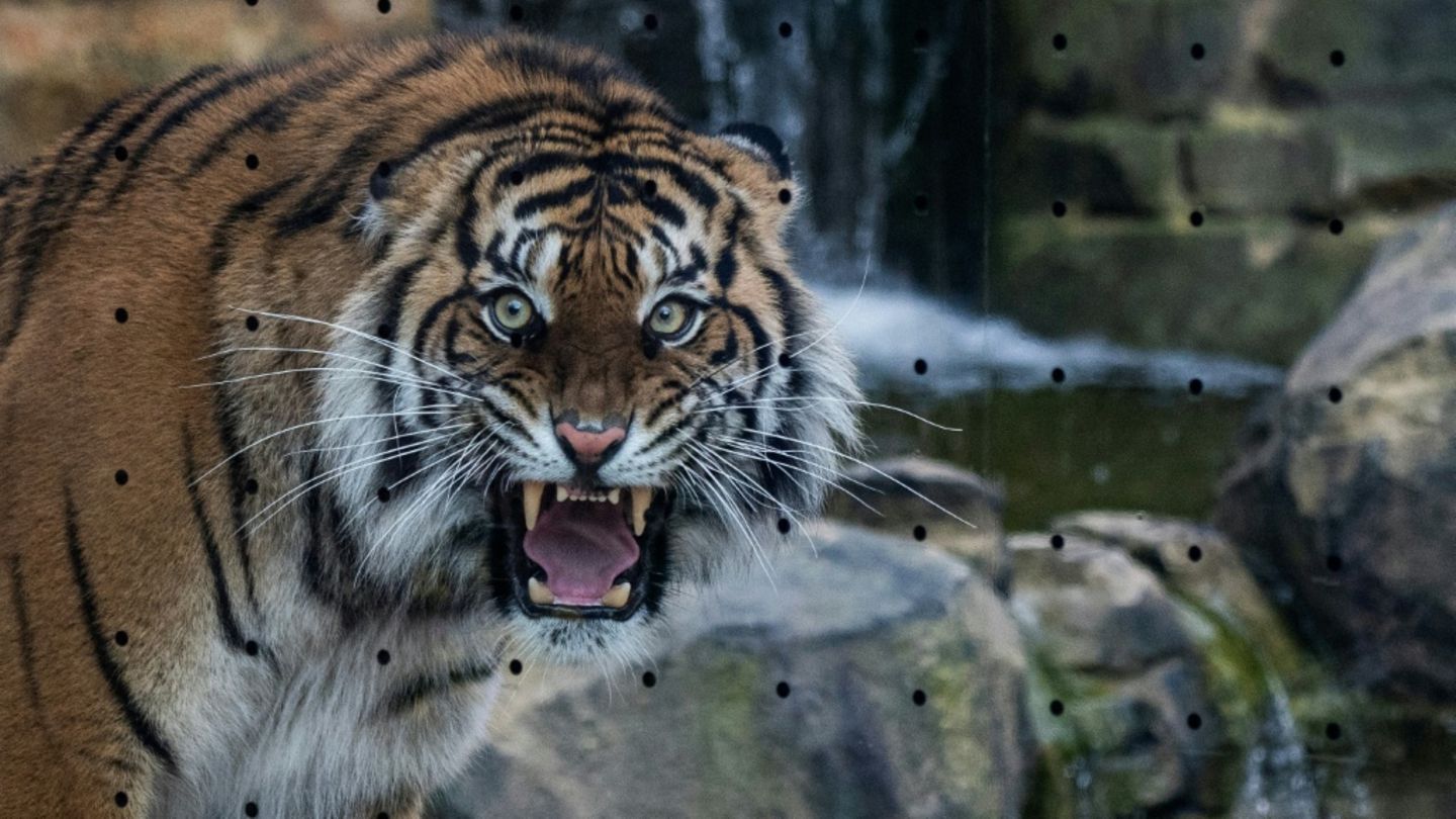 Refugium für Großkatzen