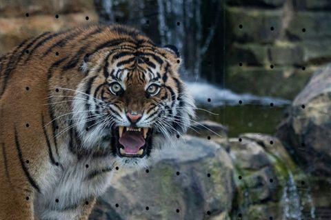 Refugium für Großkatzen