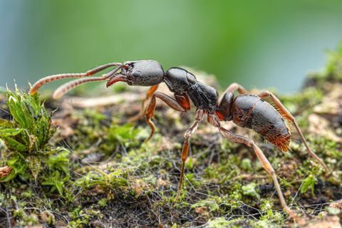 Die Insekten werden von der Europäischen Union als besonders problematisch eingestuft.(Handout) Foto: Aron Bellersheim/Senckenbe