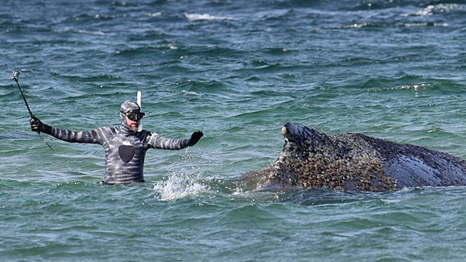 Zwei Boote begleiten den Wal in der Ostsee