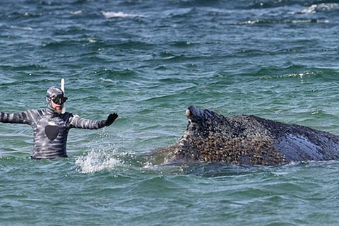Zwei Boote begleiten den Wal in der Ostsee
