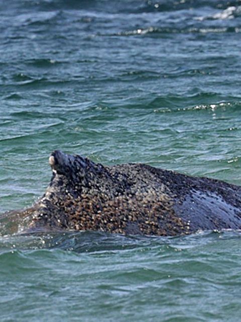Zwei Boote begleiten den Wal in der Ostsee