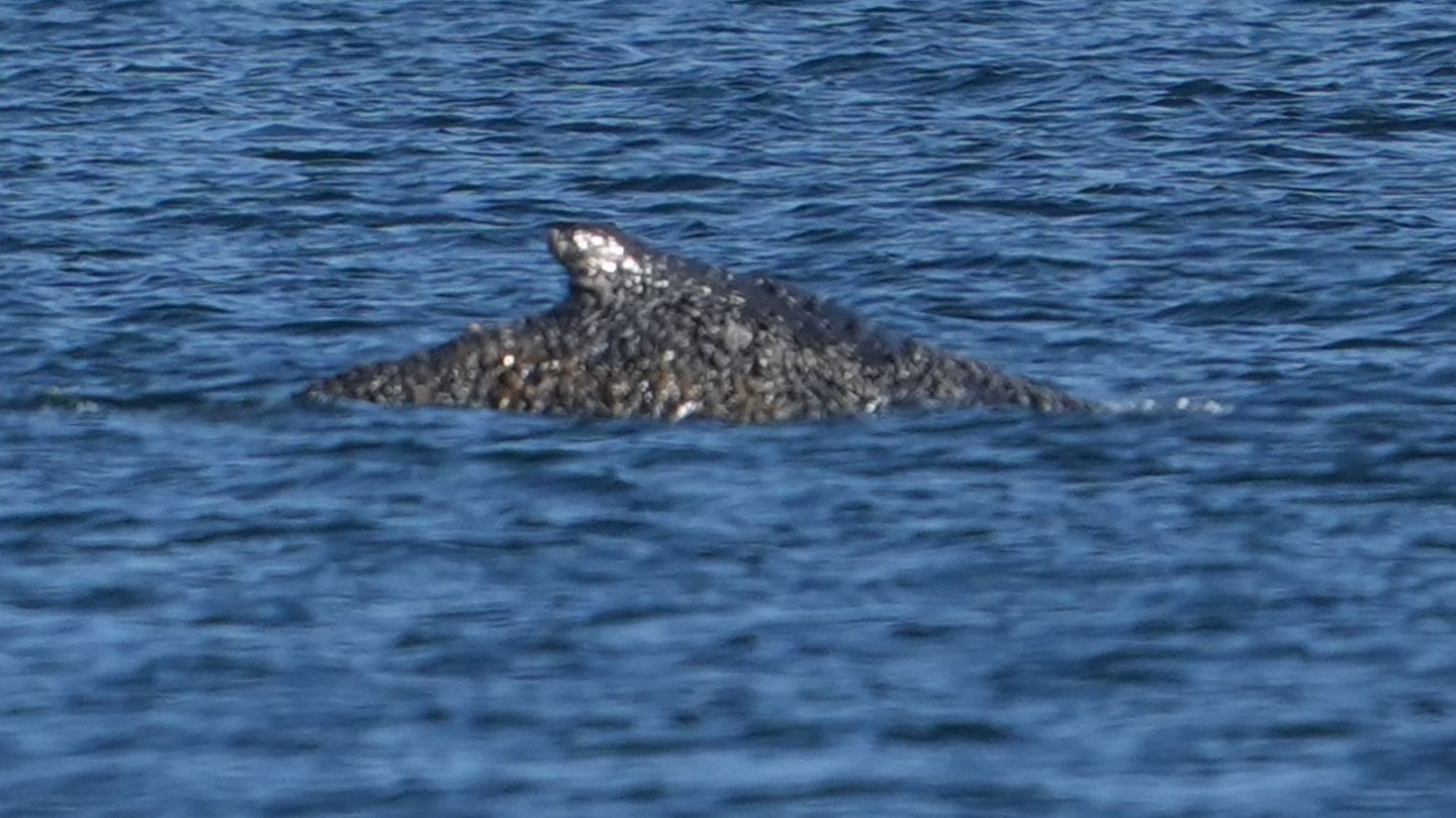 Nach einer tagelangen und aufwendigen Rettungsaktion ist der vor Timmendorfer Strand auf einer Sandbank liegende Buckelwal in de