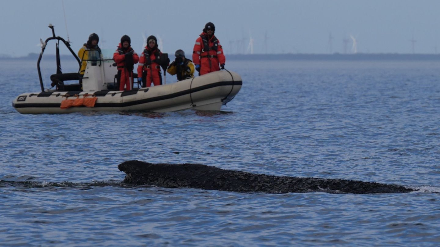 Die Boote, mit denen der Buckelwal begleitet wird, haben ihren Einsatz am Freitagnachmittag zunächst unterbrochen. Foto: Marcus