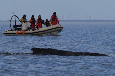 Die Boote, mit denen der Buckelwal begleitet wird, haben ihren Einsatz am Freitagnachmittag zunächst unterbrochen. Foto: Marcus