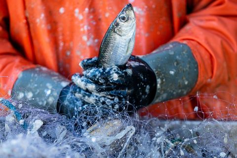 Die Fischerei an der Küste von MV ist laut zuständigem Minister viel mehr als nur ein Wirtschaftszweig. (Archivbild) Foto: Jens
