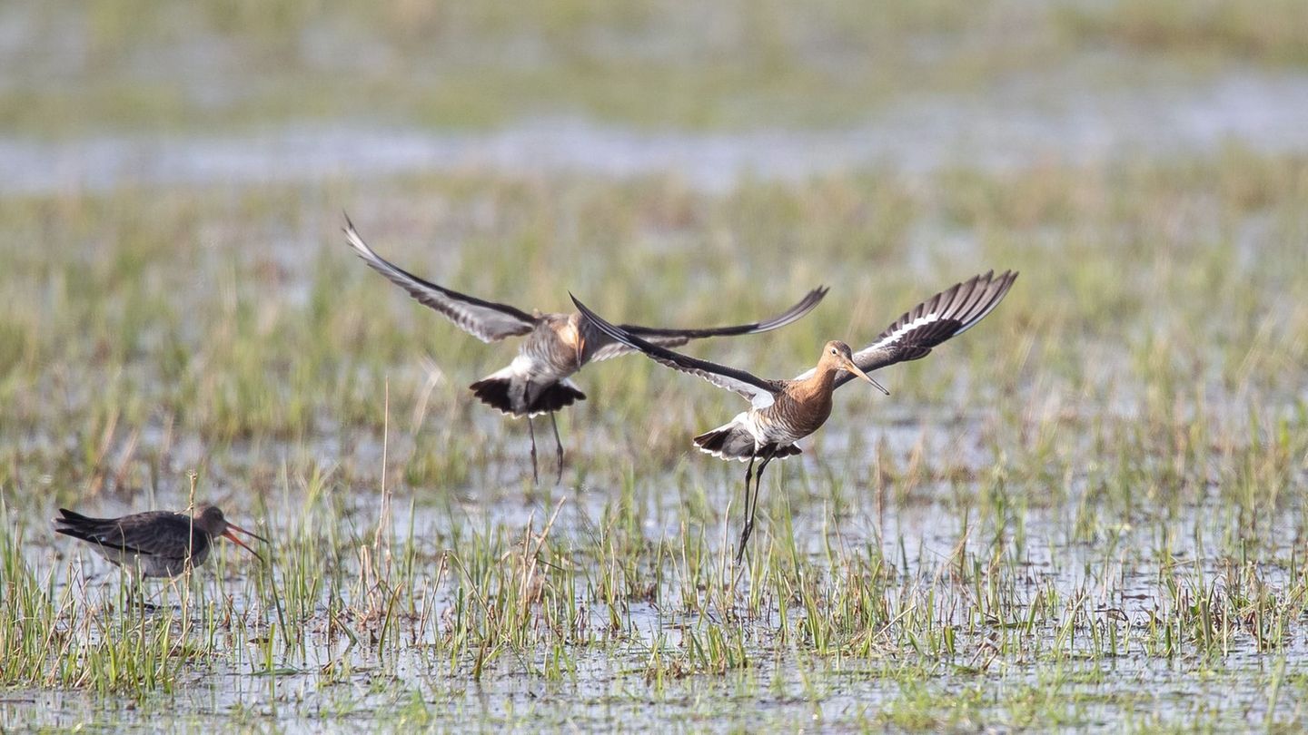 Die Uferschnepfen kommen derzeit aus ihren Überwinterungsgebieten zurück nach Niedersachsen. (Archivbild) Foto: Sina Schuldt/dpa