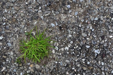 Grün statt Asphalt - das ist das Ziel beim "Abpflastern" (Symbolbild) Foto: Karl-Josef Hildenbrand/dpa