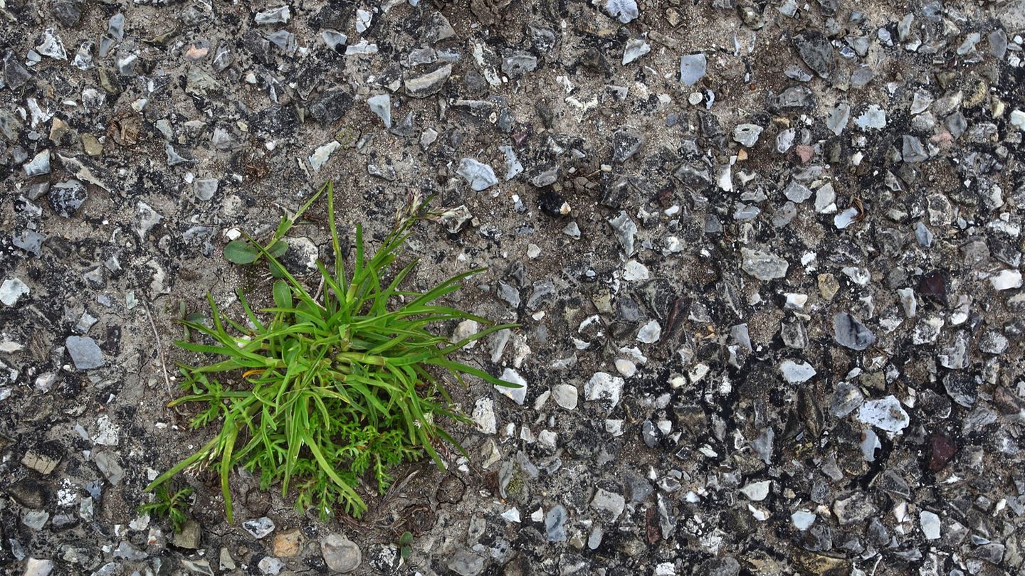 Jeder Quadratmeter zählt: Grün statt grau: Kommunen rufen zum "Abpflastern" auf