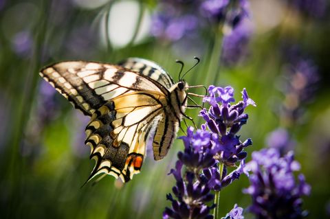 Lavendel ist bei verschiedenen Schmetterlingsarten wie auch dem Schwalbenschwanz beliebt. (Archivbild) Foto: Patrick Pleul/dpa/d