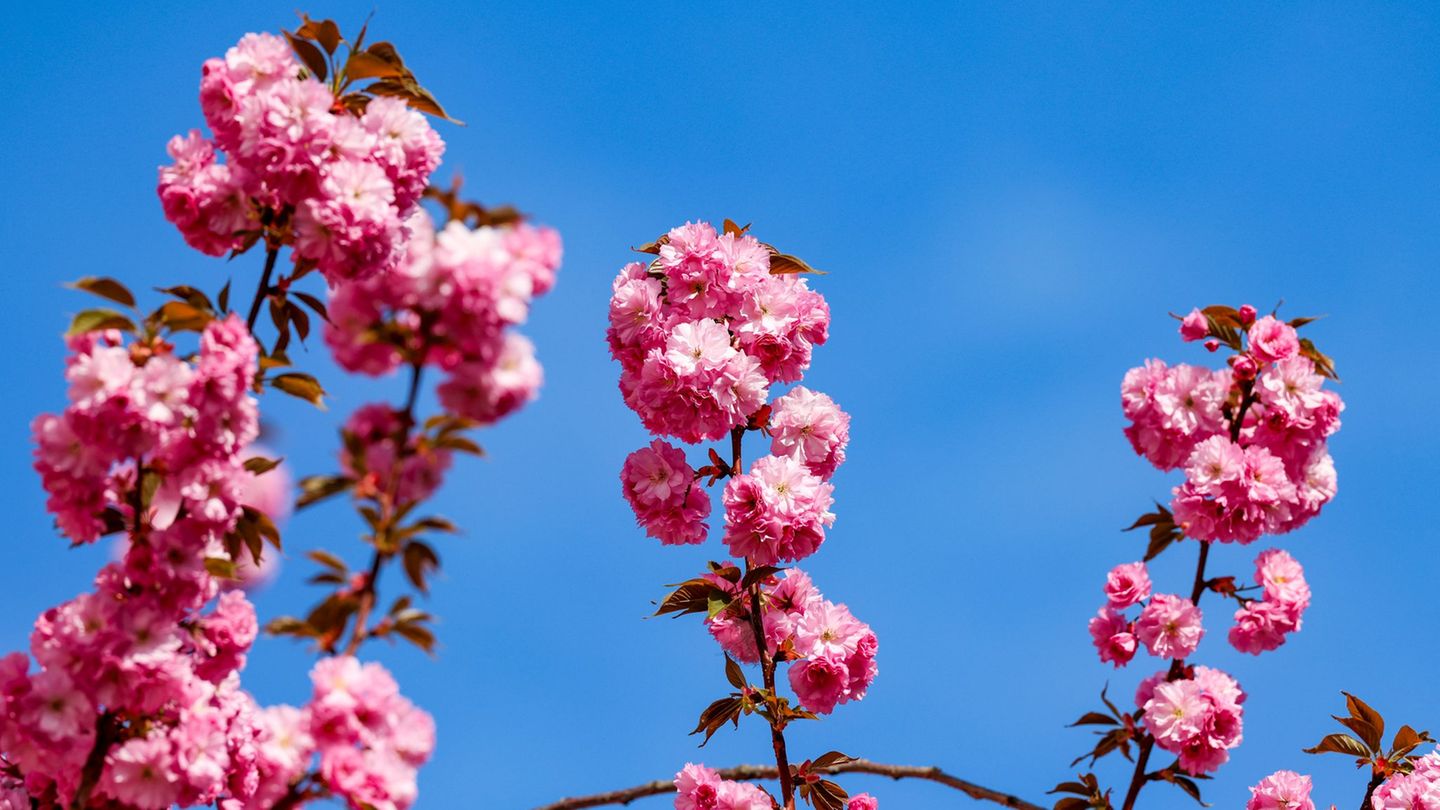 Wegen der zuletzt niedrigeren Temperaturen lässt die volle Blüte noch ein paar Tage auf sich warten. (Archivbild) Foto: Christop