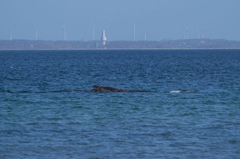 Nach tagelangen Bemühungen zahlreicher Helfer hatte sich der Wal in der Nacht zum Freitag nach Tagen selbst von einer Sandbank v