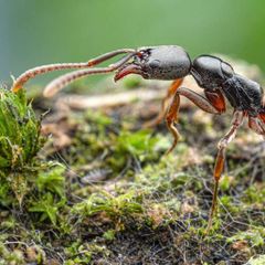 Nadelameise – kann allergische Schocks auslösen  In Baden-Württemberg ist jetzt die Asiatische Nadelameise (Brachyponera chinensis) nachgewiesen worden – und das zum ersten Mal in Deutschland. Im Stuttgarter Rosensteinpark wurde nach Angaben der Senckenberg Gesellschaft für Naturforschung eine Kolonie der aus Ostasien stammenden Ameise nachgewiesen. „Die Insekten werden von der Europäischen Union aufgrund ihrer möglichen Schadwirkung und ihrer potenziell allergieauslösenden Stiche als besonders problematisch eingestuft“, schreiben die Forscher.