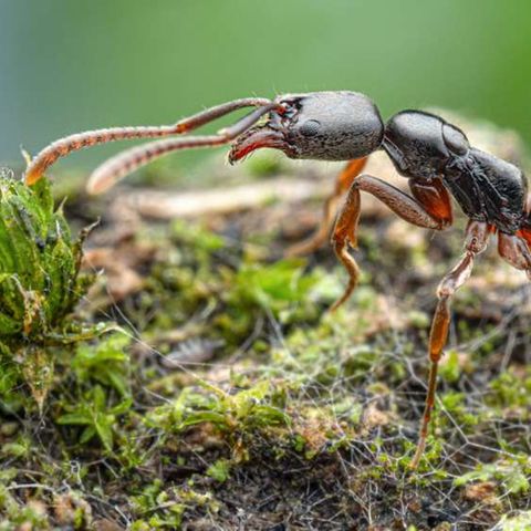 Nadelameise – kann allergische Schocks auslösen  In Baden-Württemberg ist jetzt die Asiatische Nadelameise (Brachyponera chinensis) nachgewiesen worden – und das zum ersten Mal in Deutschland. Im Stuttgarter Rosensteinpark wurde nach Angaben der Senckenberg Gesellschaft für Naturforschung eine Kolonie der aus Ostasien stammenden Ameise nachgewiesen. „Die Insekten werden von der Europäischen Union aufgrund ihrer möglichen Schadwirkung und ihrer potenziell allergieauslösenden Stiche als besonders problematisch eingestuft“, schreiben die Forscher.