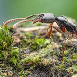 Nadelameise – kann allergische Schocks auslösen  In Baden-Württemberg ist jetzt die Asiatische Nadelameise (Brachyponera chinensis) nachgewiesen worden – und das zum ersten Mal in Deutschland. Im Stuttgarter Rosensteinpark wurde nach Angaben der Senckenberg Gesellschaft für Naturforschung eine Kolonie der aus Ostasien stammenden Ameise nachgewiesen. „Die Insekten werden von der Europäischen Union aufgrund ihrer möglichen Schadwirkung und ihrer potenziell allergieauslösenden Stiche als besonders problematisch eingestuft“, schreiben die Forscher.