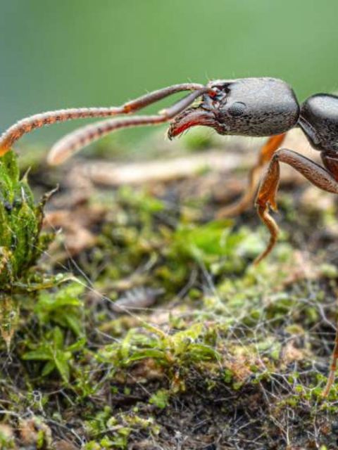 Nadelameise – kann allergische Schocks auslösen  In Baden-Württemberg ist jetzt die Asiatische Nadelameise (Brachyponera chinensis) nachgewiesen worden – und das zum ersten Mal in Deutschland. Im Stuttgarter Rosensteinpark wurde nach Angaben der Senckenberg Gesellschaft für Naturforschung eine Kolonie der aus Ostasien stammenden Ameise nachgewiesen. „Die Insekten werden von der Europäischen Union aufgrund ihrer möglichen Schadwirkung und ihrer potenziell allergieauslösenden Stiche als besonders problematisch eingestuft“, schreiben die Forscher.