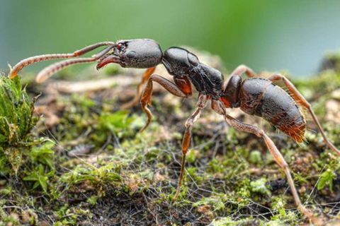 Nadelameise – kann allergische Schocks auslösen  In Baden-Württemberg ist jetzt die Asiatische Nadelameise (Brachyponera chinensis) nachgewiesen worden – und das zum ersten Mal in Deutschland. Im Stuttgarter Rosensteinpark wurde nach Angaben der Senckenberg Gesellschaft für Naturforschung eine Kolonie der aus Ostasien stammenden Ameise nachgewiesen. „Die Insekten werden von der Europäischen Union aufgrund ihrer möglichen Schadwirkung und ihrer potenziell allergieauslösenden Stiche als besonders problematisch eingestuft“, schreiben die Forscher.
