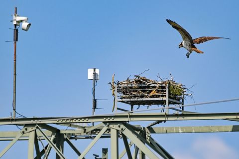 Fischadler fliegen das Nest in Sielmanns Naturlandschaft Groß Schauener Seen an - aber auch Rotmilane dürften laut den Naturschu